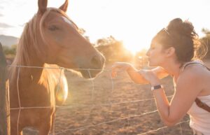 CBD for Horses in matters of Pain Treatment