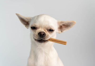 The Rise of Functional Snacking in the Pet World